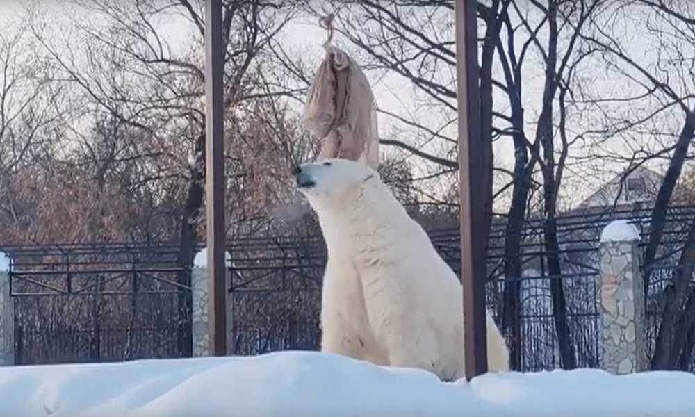 В Большереченском зоопарке показали трапезу медведицы Думки