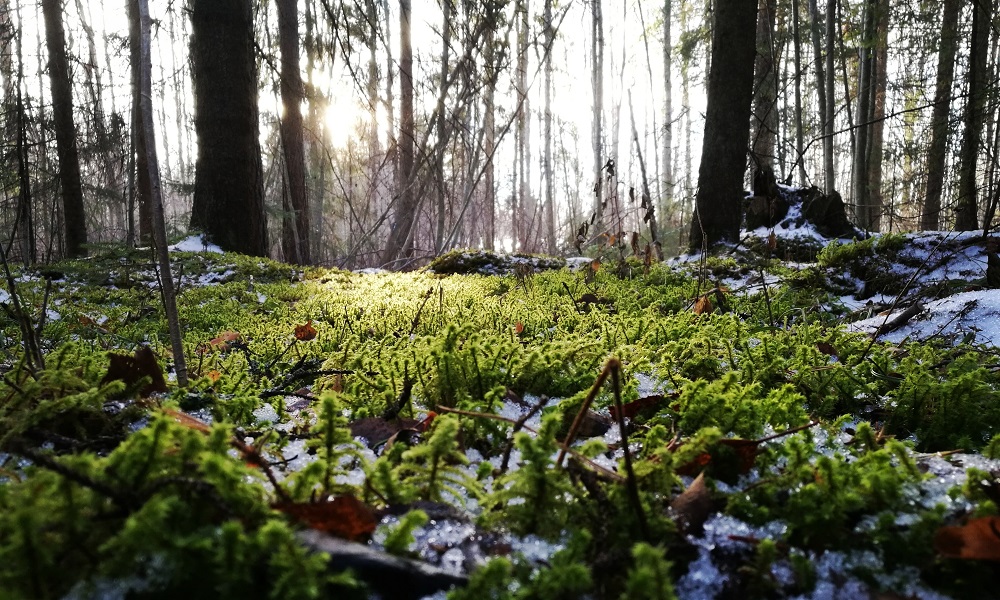 Аномальная погода: синоптики проанализировали погоду в апреле