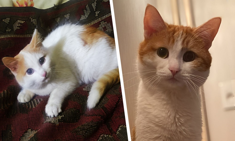 Почти полная копия: омич готов отдать своего кота хозяевам Твикса