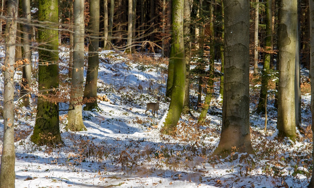 Омский браконьер не хотел платить 360 тысяч рублей за убийство трёх косуль