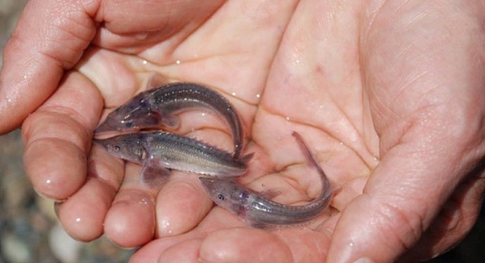 В Иртыш выпустили 32 тысячи мальков стерляди