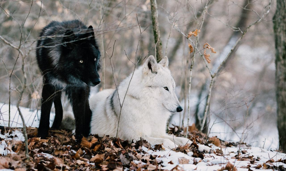 У популярного места для рыбалки в Омской области заметили волков 