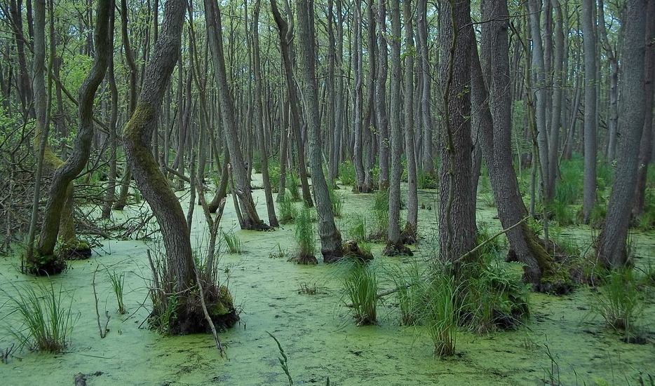 В Большеуковском районе Омской области ищут пропавшего 50-летнего мужчину 