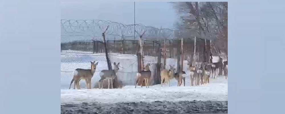 Водителям на Левобережье надо быть острожными: в районе омского аэропорта замечено стадо косуль