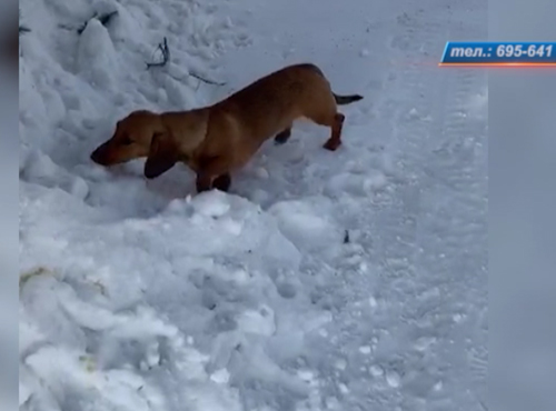 Сотрудники "Двенашки" подобрали потерянную таксу
