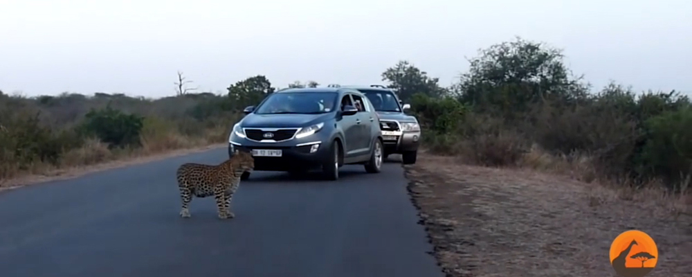 Соцсети: мама-леопард учит своих детёнышей переходить дорогу