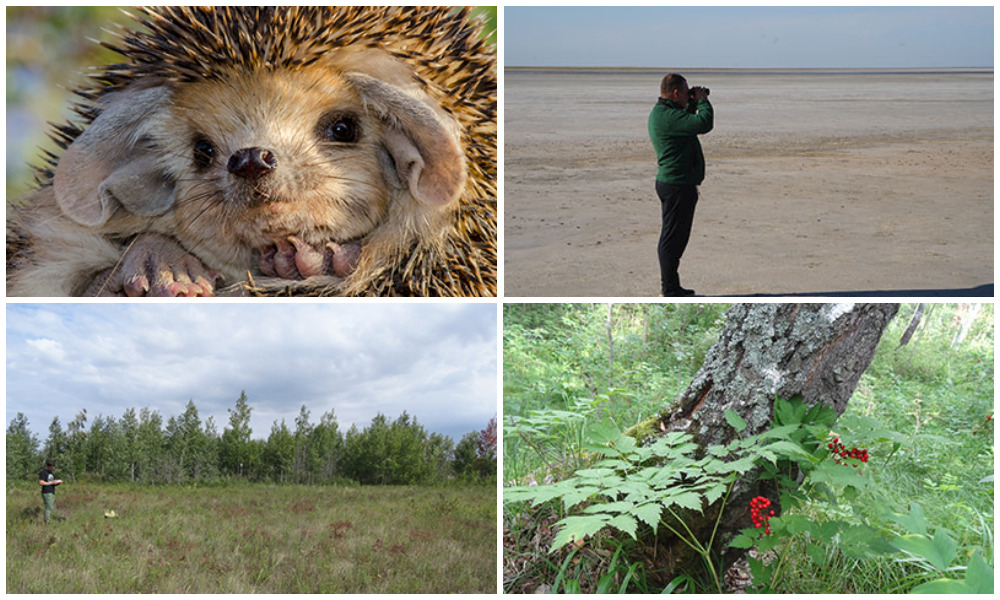 Биологи рассказали, каких животных из Красной книги Омской области встретили за год