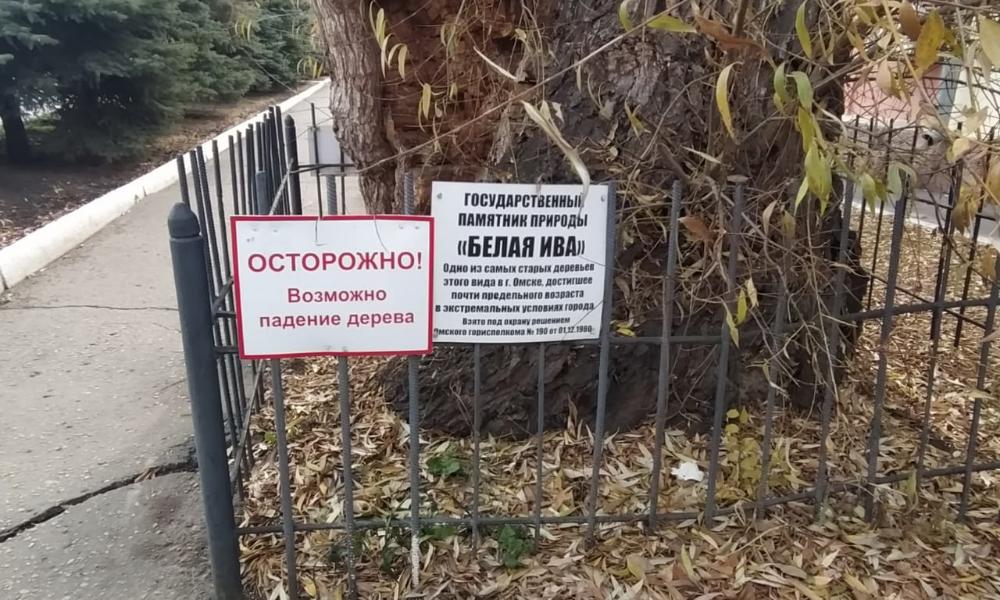 Осмотр белой ивы у «ОмскВодоканала» провели эксперты омского педуниверситета