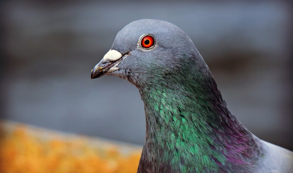 В квартирах омичей в доме на Красном пути пахнет мёртвыми голубями