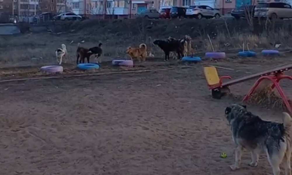 Омичи сообщили о поселившейся на детской площадке стае бездомных собак