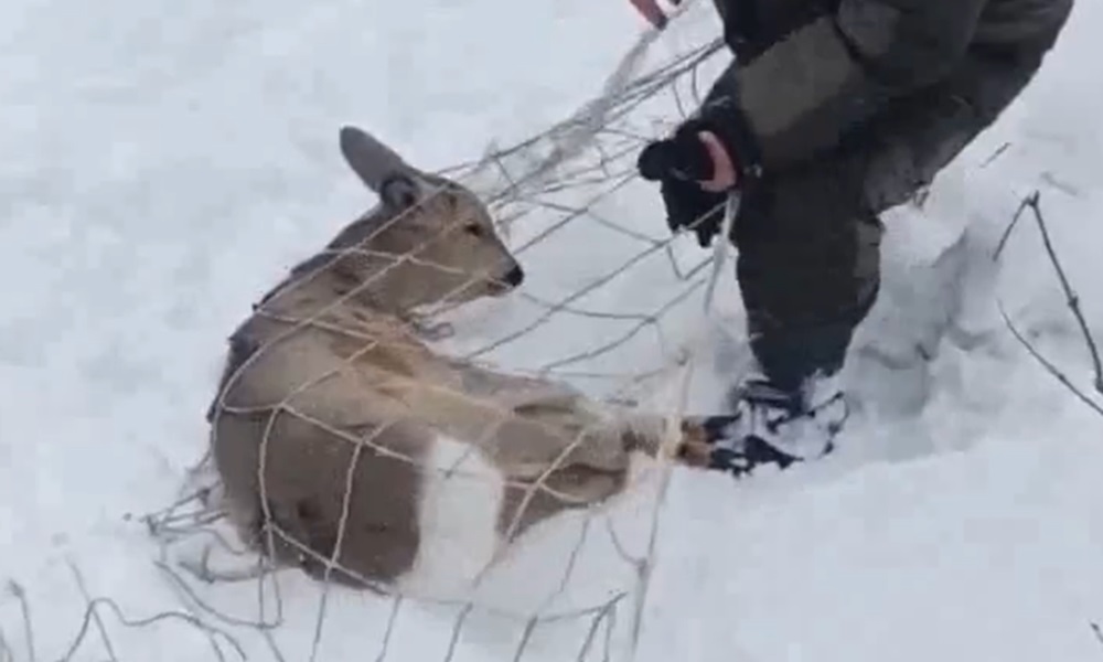 В Омске косуль будут отлавливать сетями