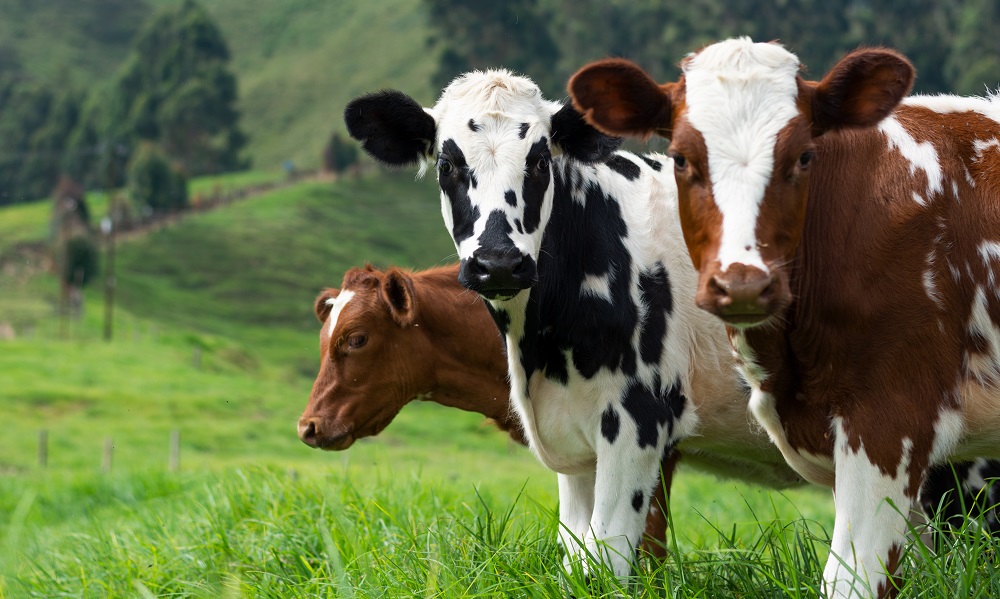 В Омской области ещё три фермы отправили на карантин из-за лейкоза скота