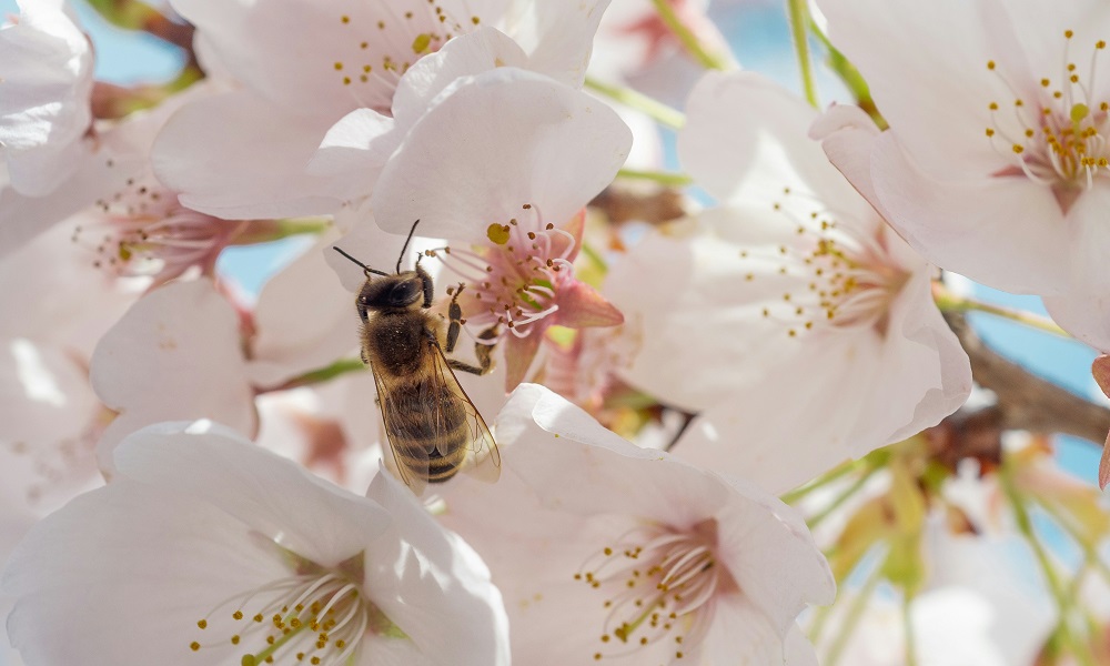 Всемирный день пчёл: спасители экосистем и роль людей в их сохранении