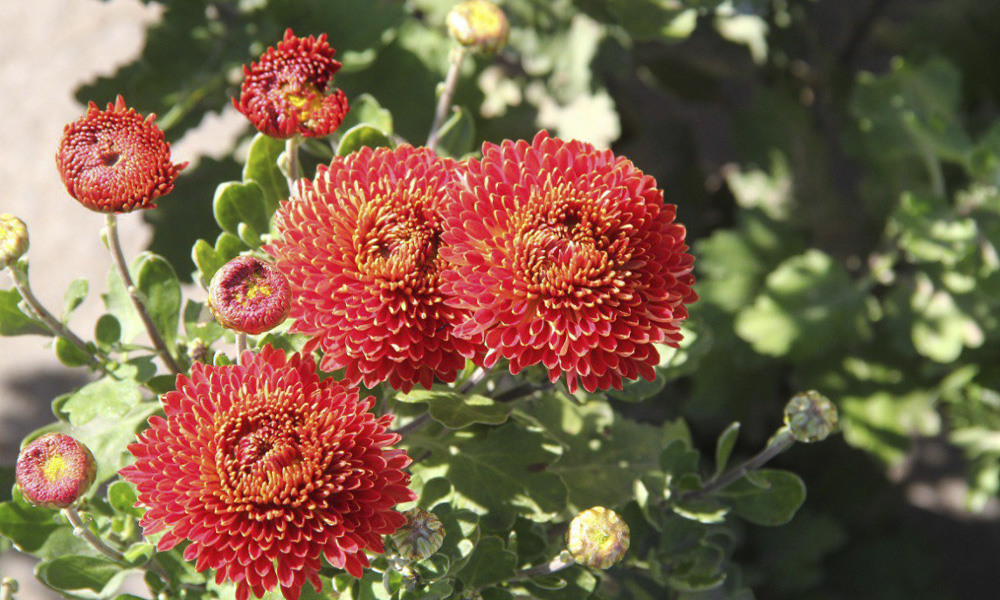 В Омске организуют ярмарку «Золотая осень» на двух площадках