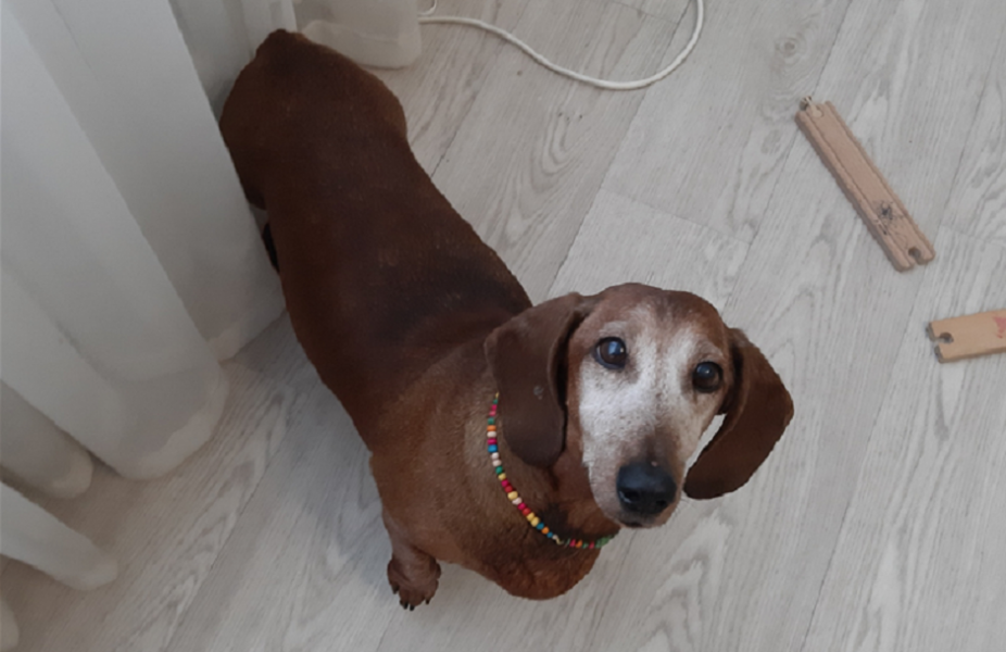 «Мою собаку отравили 20 марта в Амурском посёлке»: омичи снова жалуются на догхантеров