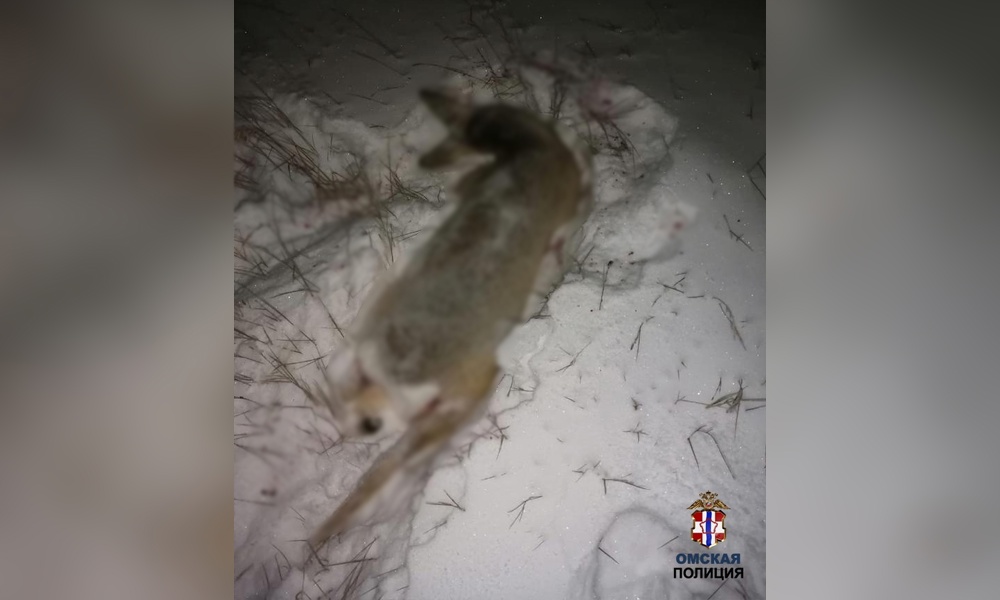 Два брата отправились в лес охотиться на лис и убили двух косуль 