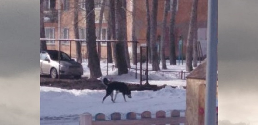 Омский следком  и мэрия отреагировали на жалобу на нападение бродячей собаки на детей