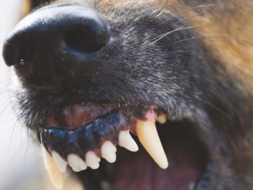 В Омской области зарегистрировали два новых случая бешенства