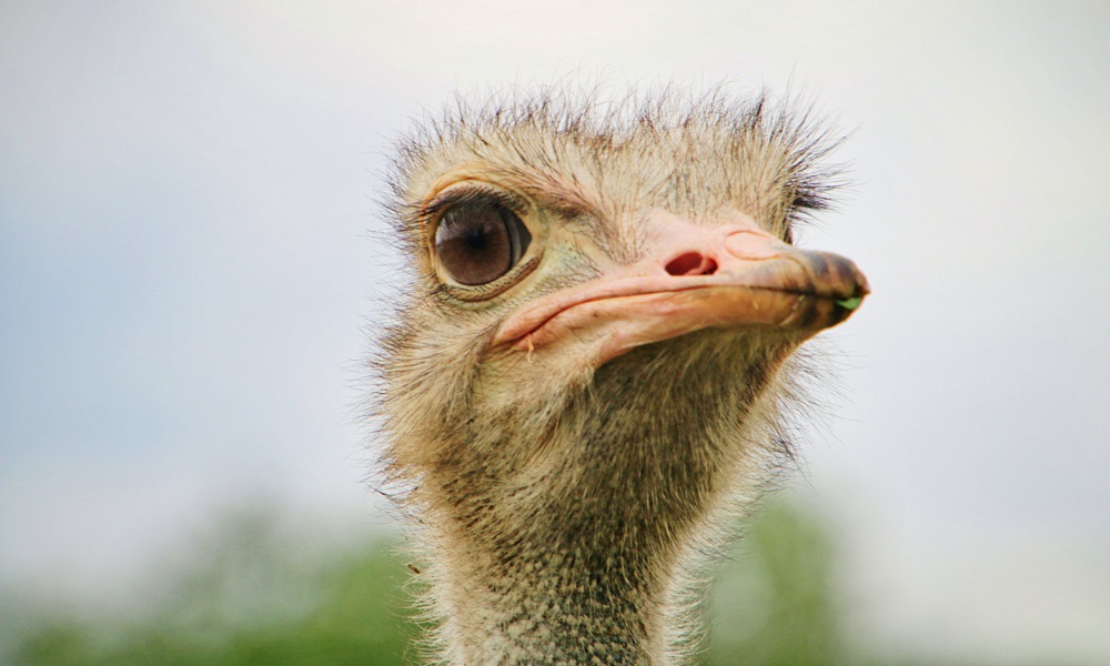 Омская страусиная ферма получила лицензию на использование животных