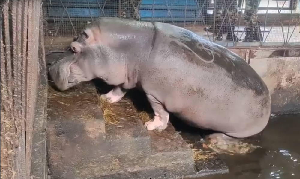 В Большереченском зоопарке показали утренний ритуал гиппопотама Кёнига 