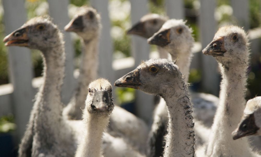 «Продаются добрые и умные гуси»: на омском рынке животных появились забавные объявления