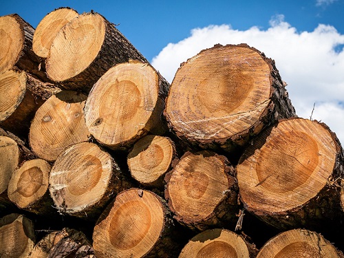 В Омской области исчезла древесина на 8 млн рублей