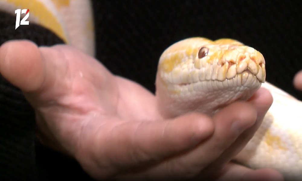 Омичей просят не покупать змей в качестве подарка на Новый год