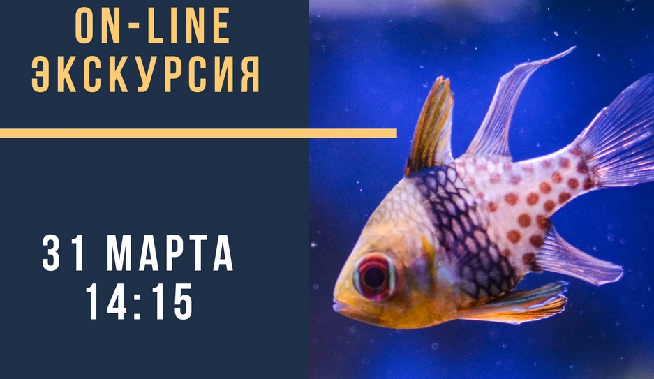 Омская выставка подводного мира "Наутилус" приглашает на онлайн-экскурсию