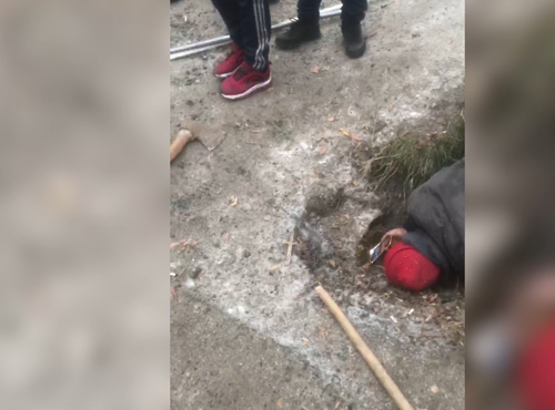 Омичи спасли сбитую собаку, застрявшую в ливневой канализации