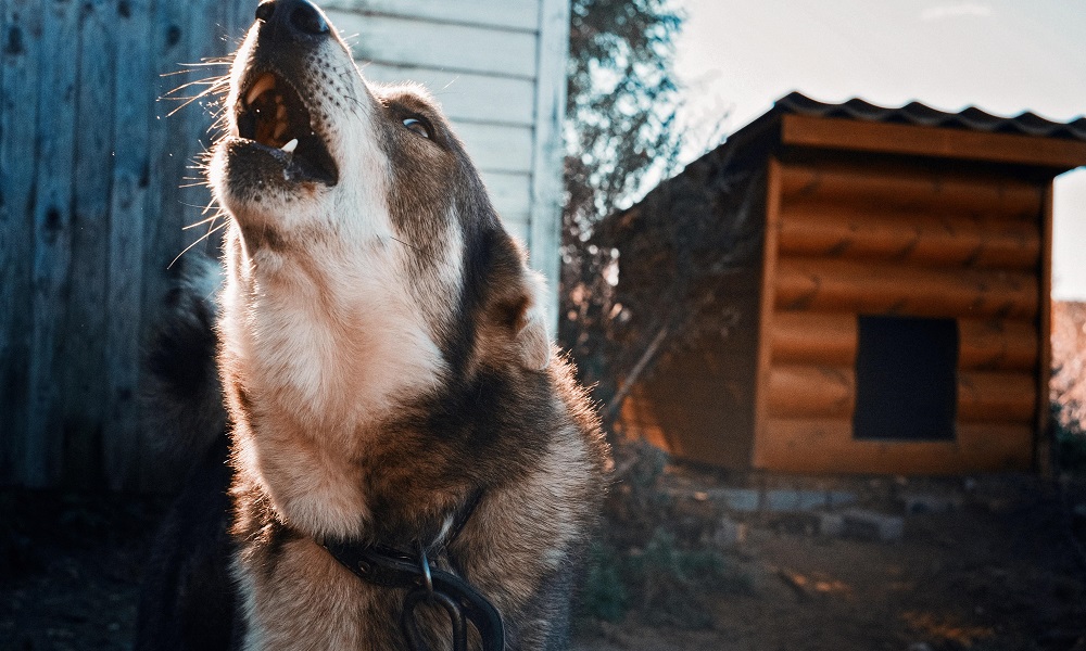 В минздраве Омской области прокомментировали закупку отпугивателей собак для врачей