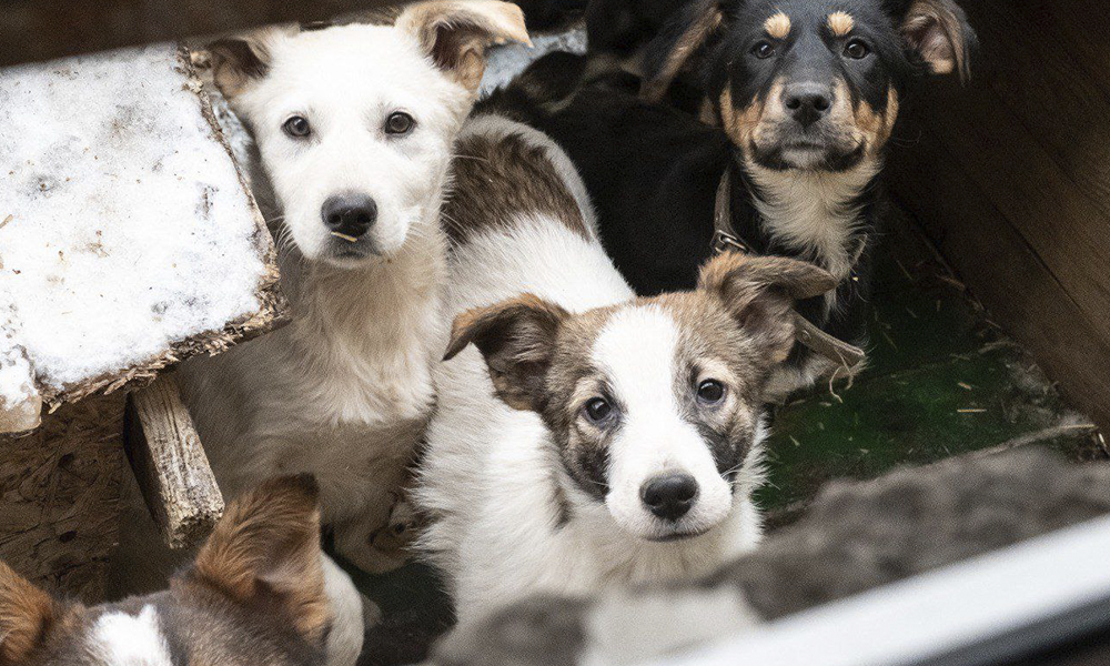 Мэр Омска поручил увеличить нормы питания питомцам муниципального приюта в сильные морозы