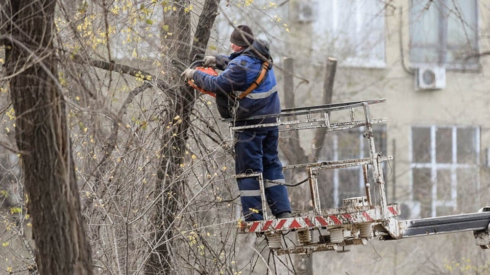 В Омске на территории Октябрьского округа кронируют 429 деревьев