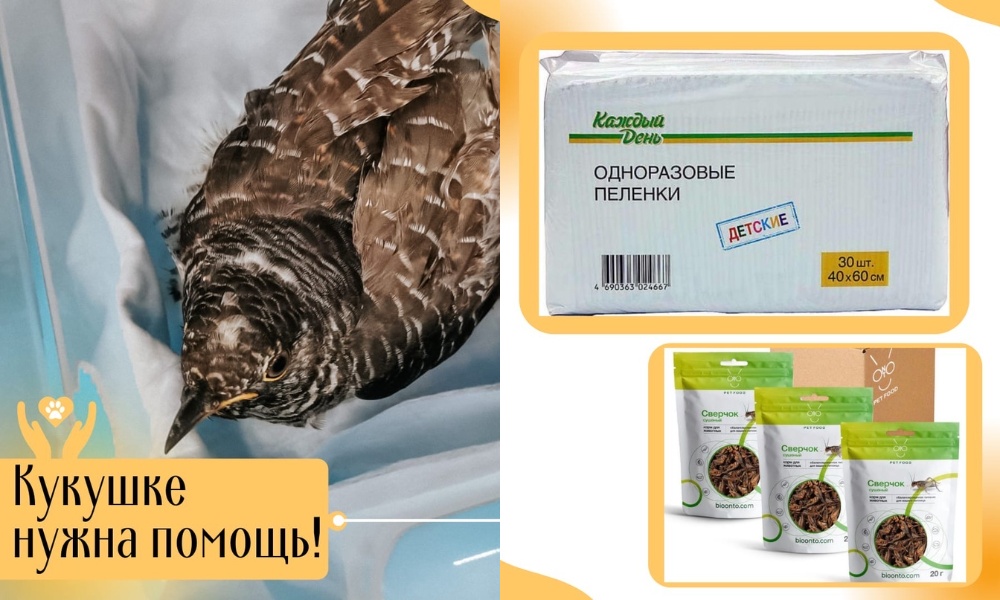 Кукушка с прооперированной лапкой снова оказалась в омской ветклинике — у неё диагностировали пневмонию