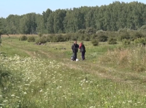 Омичей атакует луговой дерматит