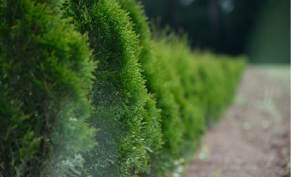 В омском сквере Дружбы народов появилось 150 кустов живой изгороди