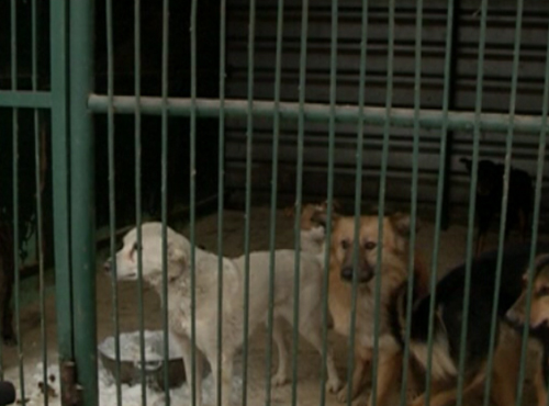 Отловленных бездомных собак не будут усыплять