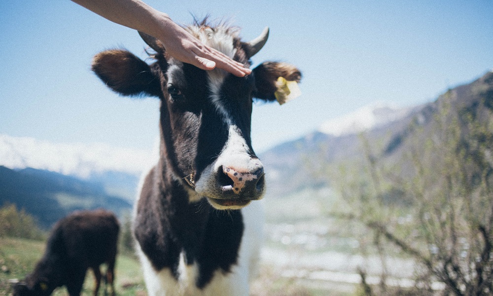 В четырёх омских районах ввели карантин на год из-за опасной инфекции
