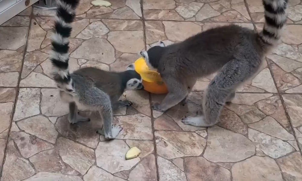В Омском зоопарке показали, как лемуры лакомятся сладкой тыквой