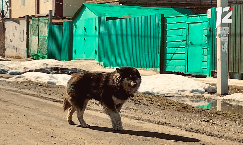 В Омске спасли собаку, которая застряла на дереве