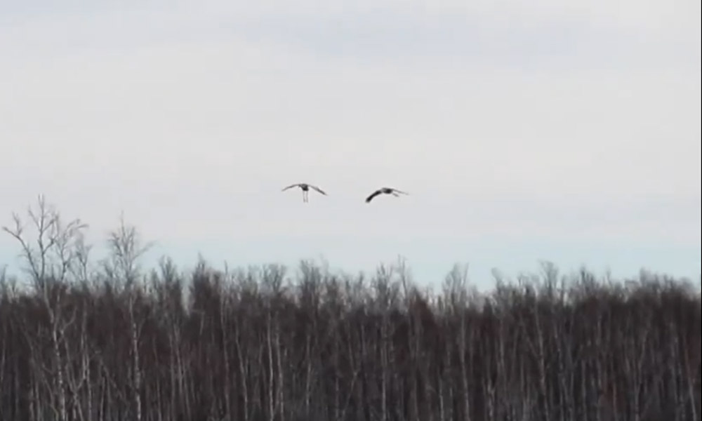 В Большеуковском районе сняли завораживающий полёт журавлей