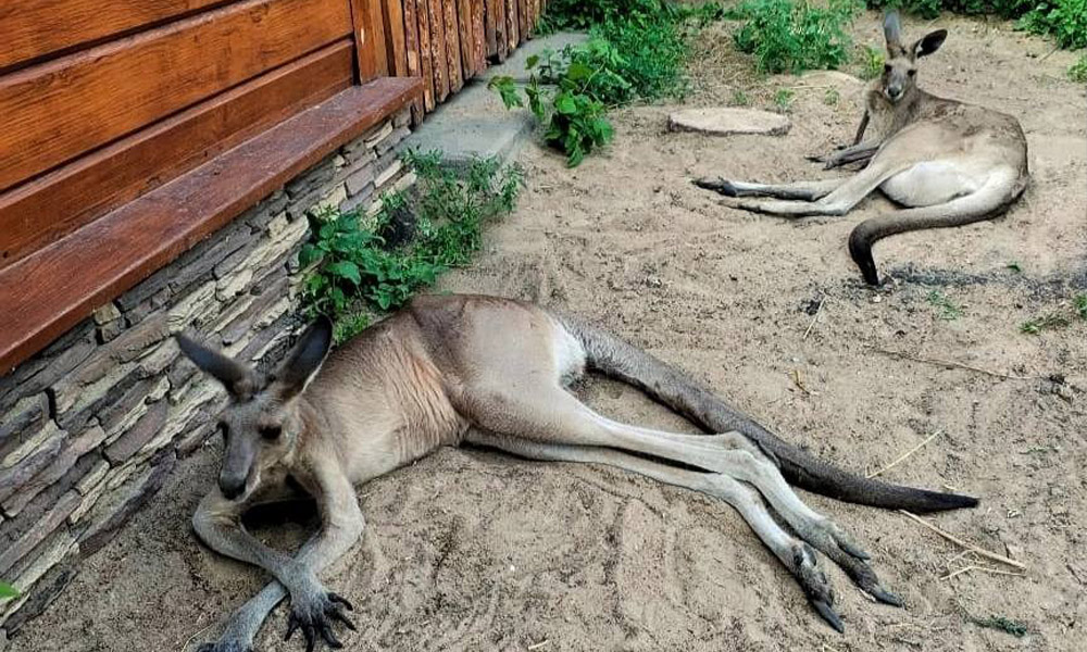 В Большереченском зоопарке показали семейство кенгуру