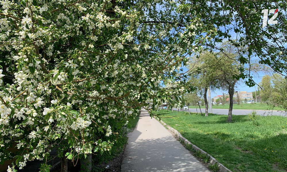 В Омске высадят более тысячи деревьев