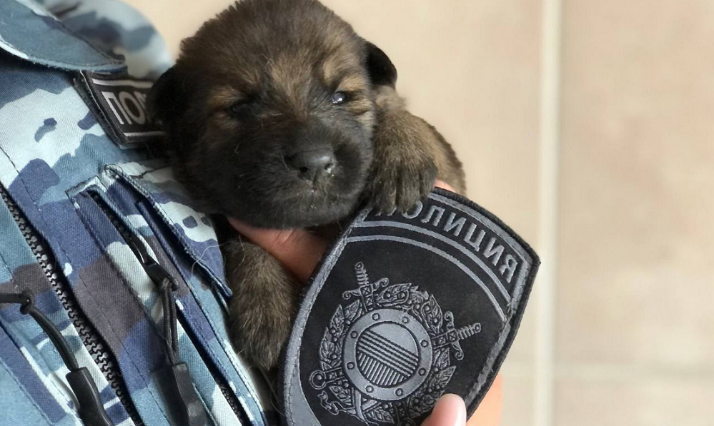 Полиция предлагает омичам придумать клички для будущих четвероногих стражей порядка