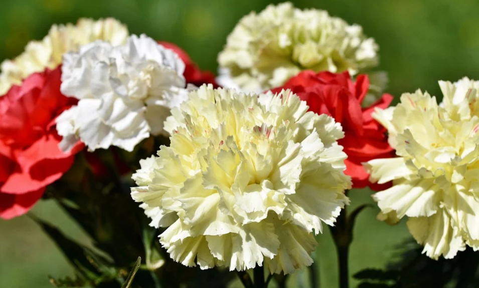 Председателем Совета ветеранов и пенсионеров в Омске выбрали Геннадия Павлова