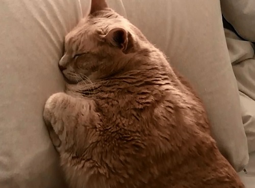 Кошки набирают вес вслед за полными хозяевами