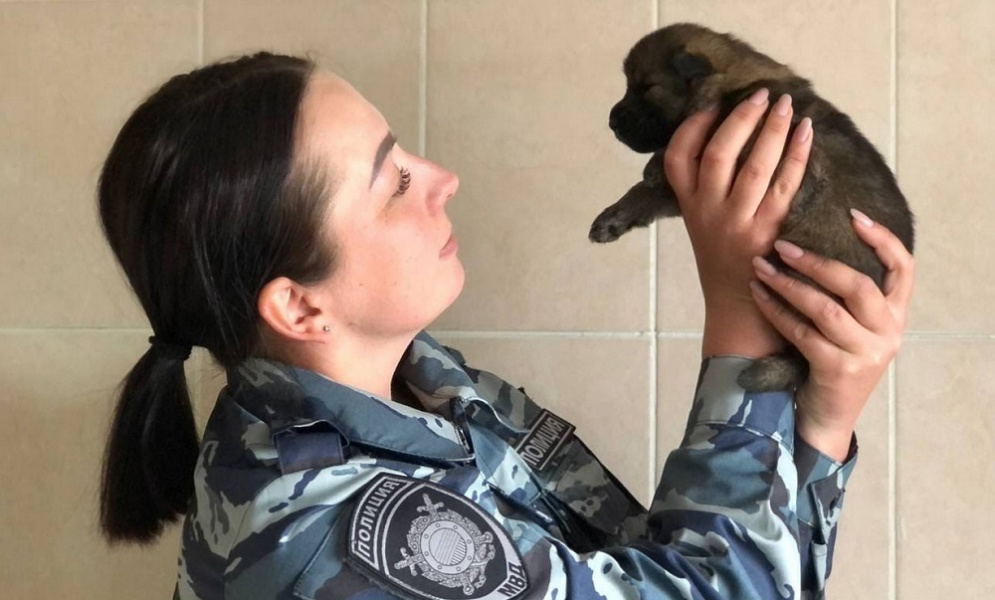 Верона, Валькирия, Вжик: в омской полиции выбрали имена для будущих служебных собак
