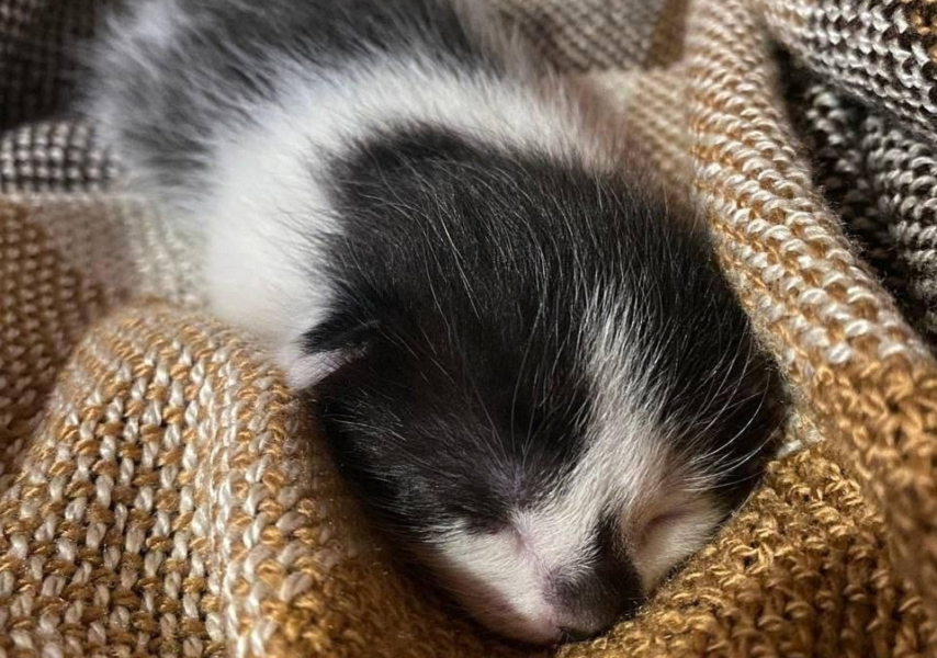 Неизвестный живодёр в Омске привязал к мусорному баку в морозы мешок с котёнком