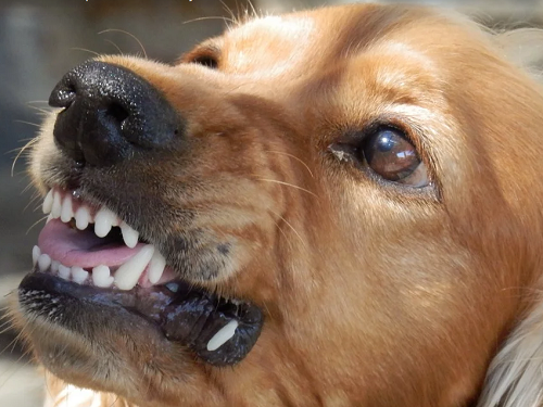 В мэрии Омска прокомментировали инцидент с нападением на ребёнка бродячей собаки