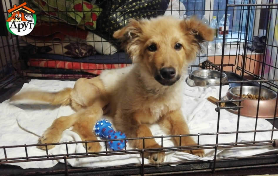 "Проблем здесь много": в омском приюте "Друг" рассказали, что у них происходит