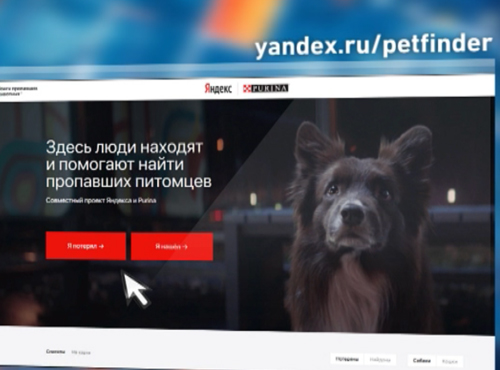 В Омске заработал сервис по поиску пропавших собак и кошек